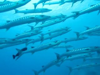 Barracuda Point @ Sipadan - Huge school of barracudas