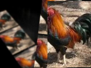 Egg-Laying Chicken Breeds