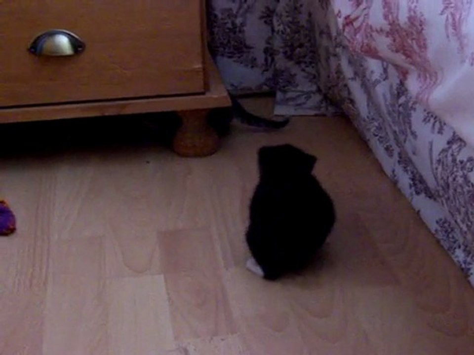 Les chatons partent à l'aventure !