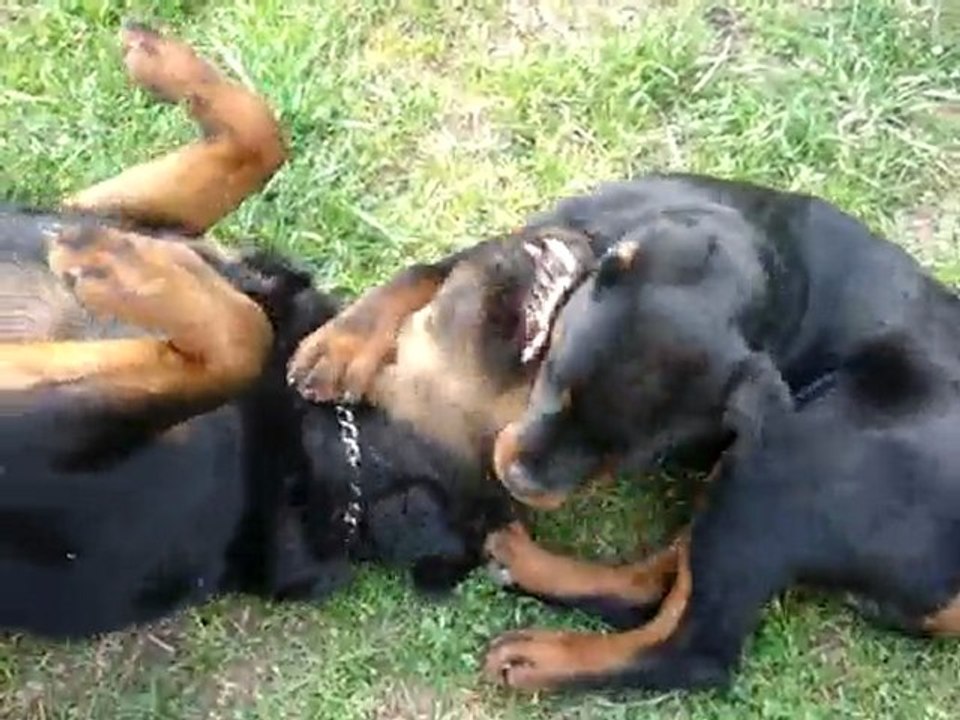 Rottweiller Femelle qui joue avec un chiot