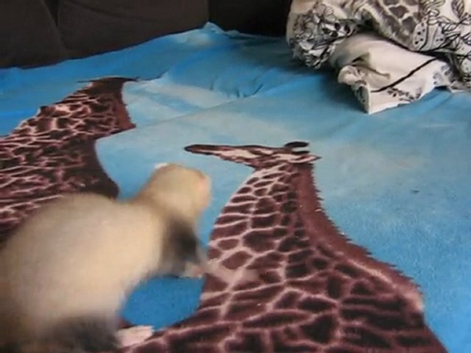 Video 1er matin hugo