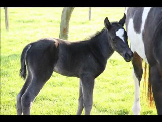 naissance pouliche black solid 09.04.2010