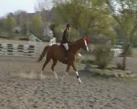 Concours Jeunes Chevaux: Quetzal présenté par François