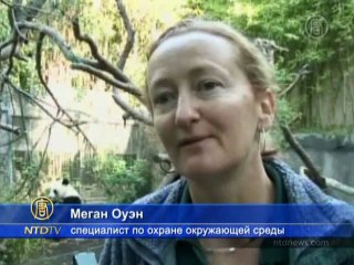 Какой шум может вынести полярный медведь?