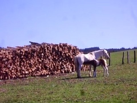 Rando 4x4 Beaujolais Le Poulain et sa Mère 146