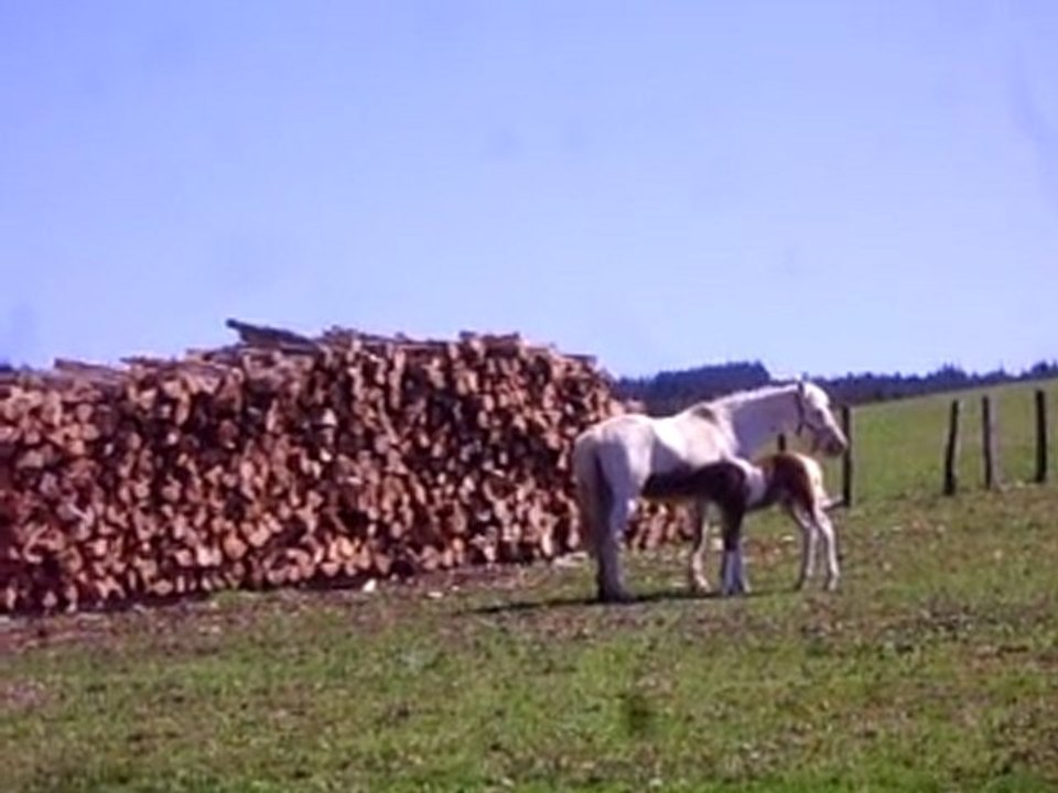 Rando 4x4 Beaujolais Le Poulain et sa Mère 146