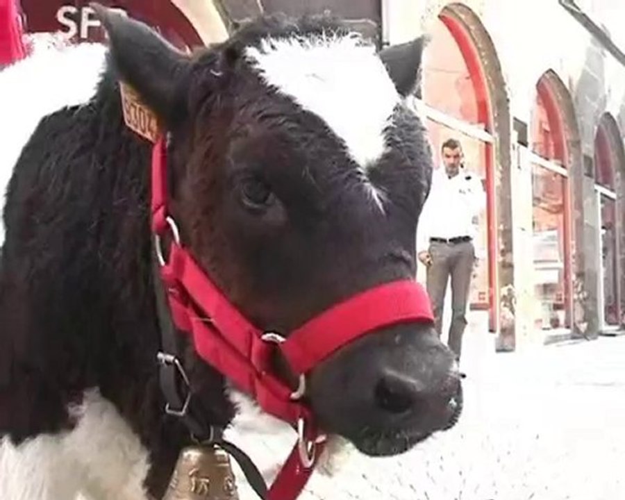 Greenpeace Clermont-Ferrand - Pour une filière AOP sans OGM