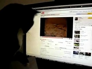Confused by Computers Cat