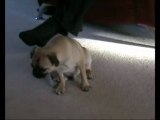 Little Pug Falling Asleep