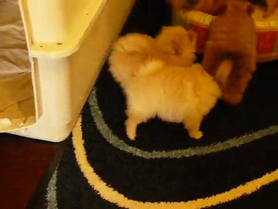 CHIOTS SPITZ ALLEMAND DU FAON DE CHICHOUNE