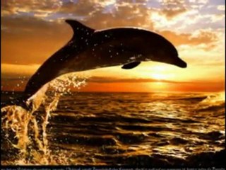 DAUPHINS....