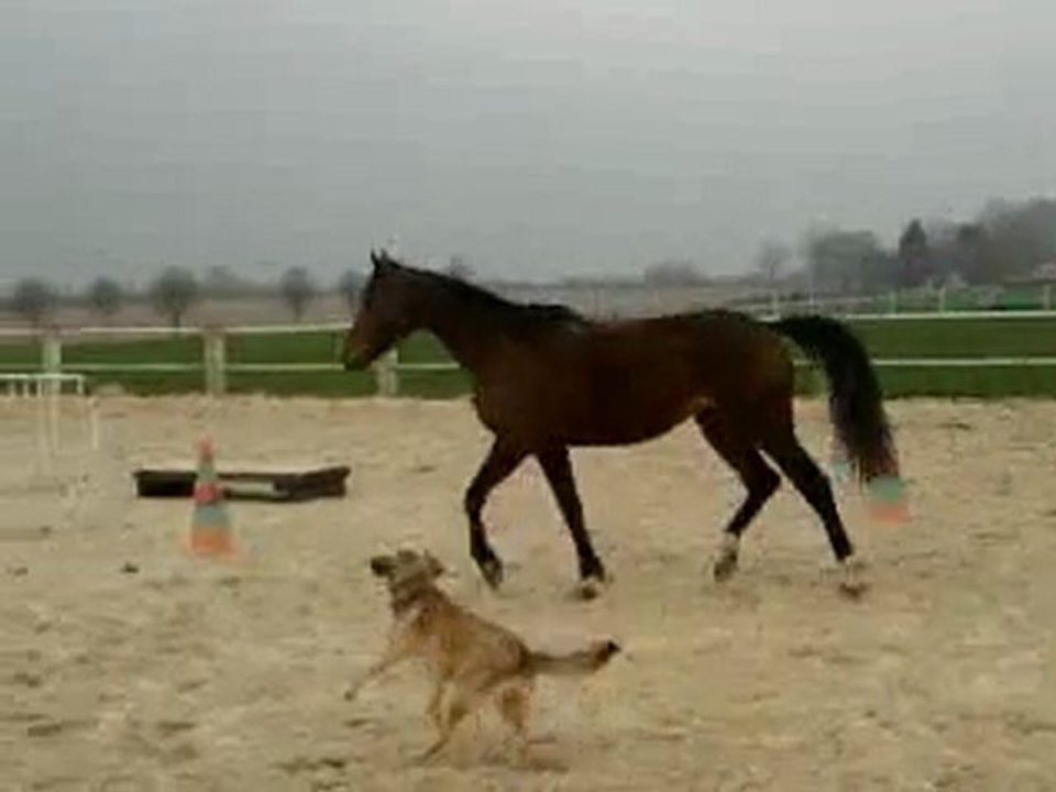 saut en liberter