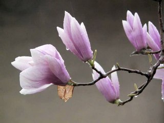 Manolyam / Zeki Müren