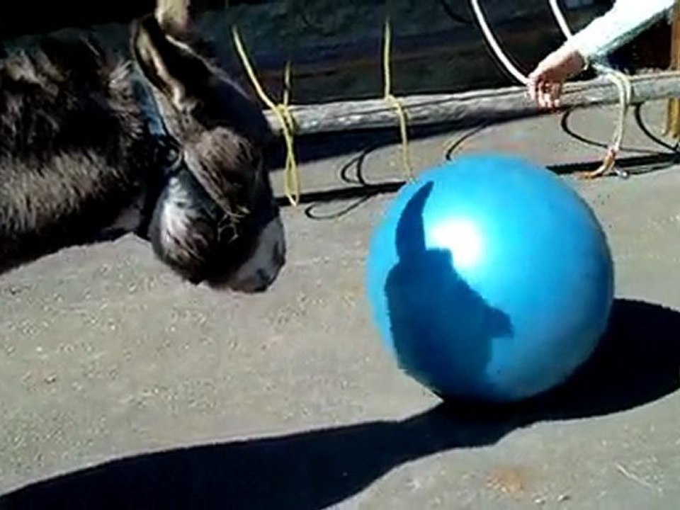 Entraînement au clicker petit âne Merlin joue au ballon 2