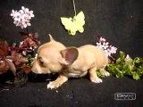 Chihuahua pups beschikbaar 16-04-2010