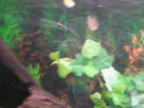 guppy jaune de chez tropifauna calais 62100