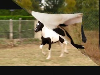 Vitaline, pouliche Gypsianne