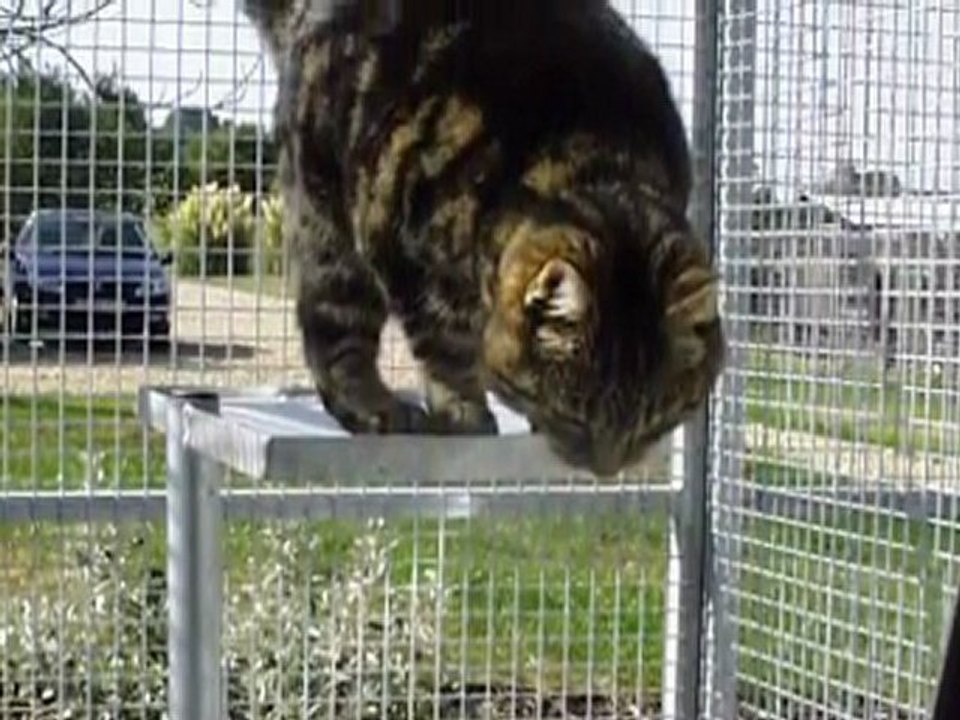 Boarding Kennels Hampshire - Gay Dog Boarding Kennels
