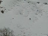 observation chamois coté mont dore (massif du sancy)video2