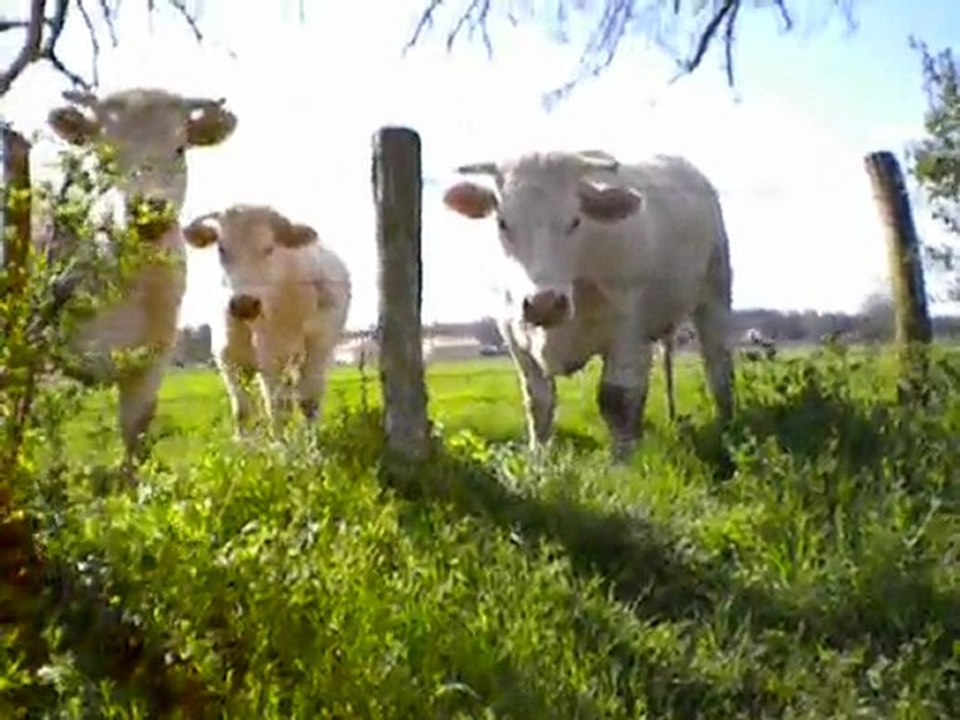Didi decouvre les vaches !