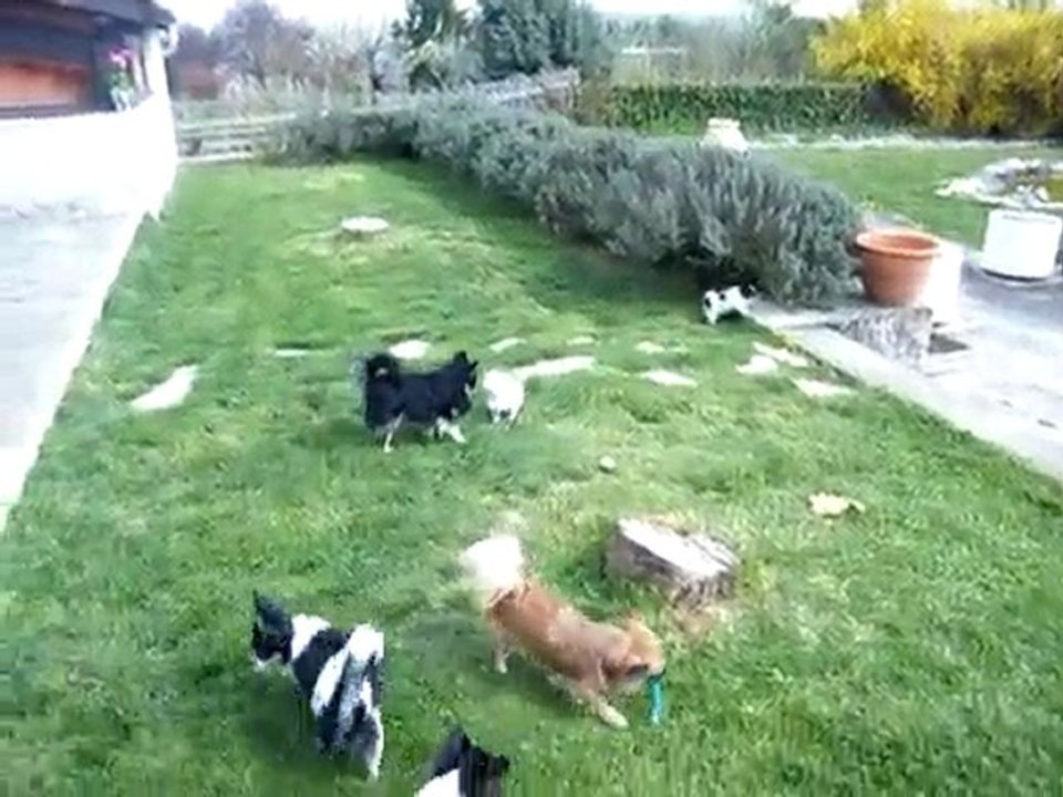 Partie de jeu entre chihuahuas!