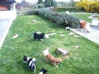 Partie de jeu entre chihuahuas!