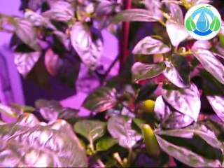 Floraison des piments sur le système Aéro/Hydro aux LEDs.