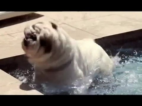 Pub Frolic Chiennes Piscine - Coupsdepub.com