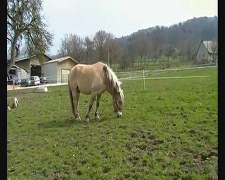 Sortie au pré du 10 avril 2010