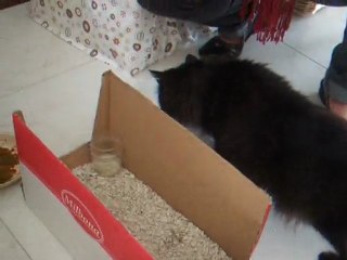 Les bébés chats <3