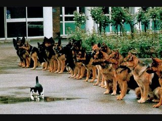 CEREN DUMAN, Sil Baştan