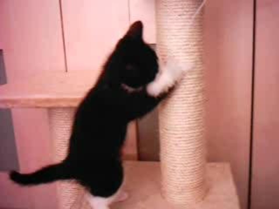 Filou hat die Maus Putt gemacht :-(