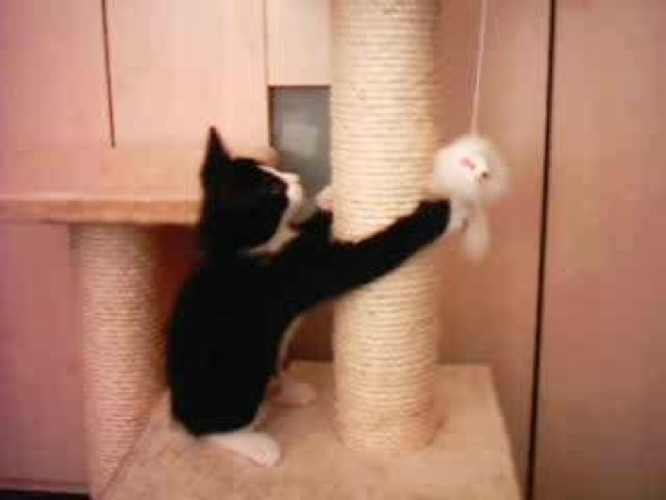 Filou und sein neuer Kratzbaum