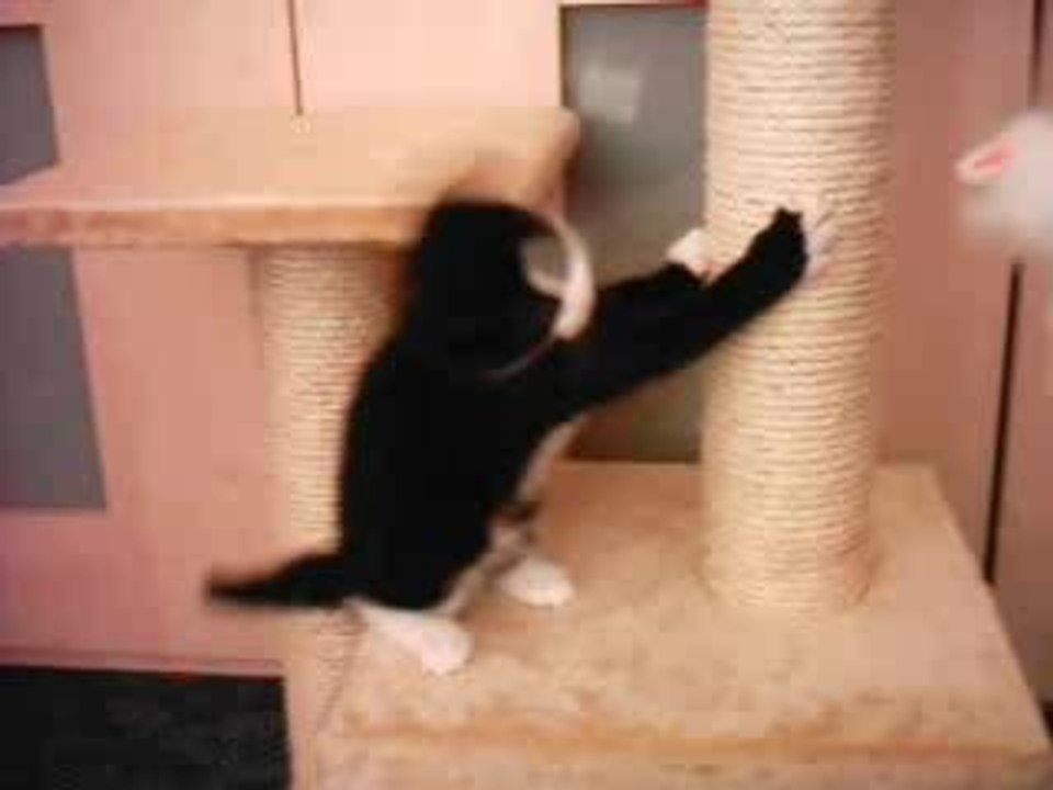 Filou fliegt vom Kratzbaum