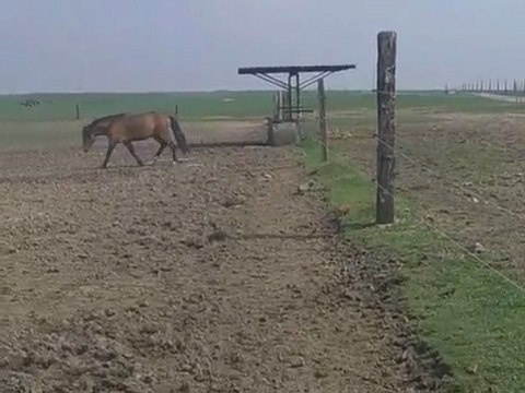 balou et furia en prairie