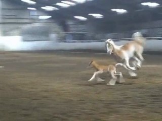 9 éme jour de vie de spirit