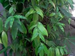 CDRKING DDV-V3HD Garden