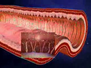 Vitamins and Minerals