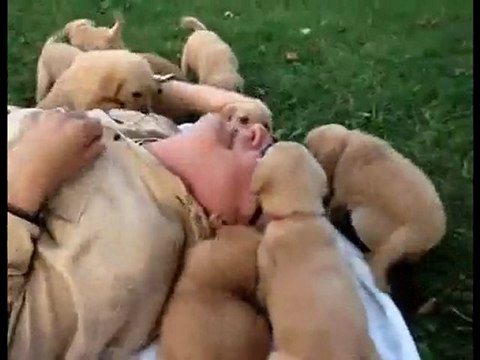 Assalto di cuccioli su uomo inerme