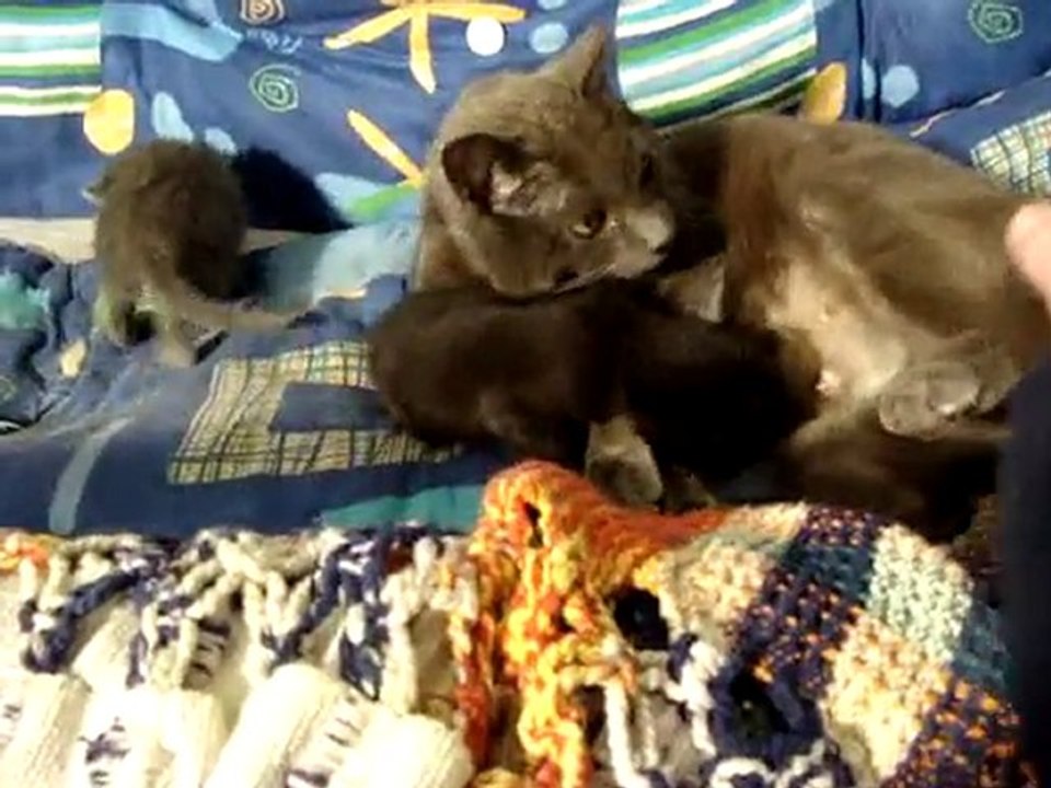 balai de chatons