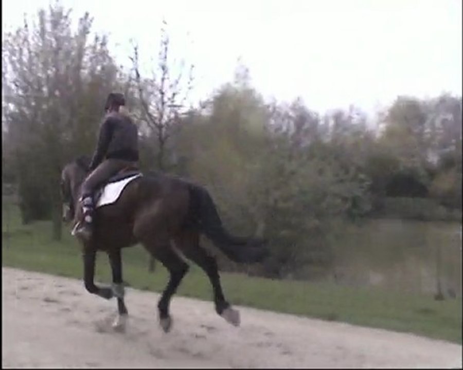 Summer du Jeb (l) Galop sur la piste