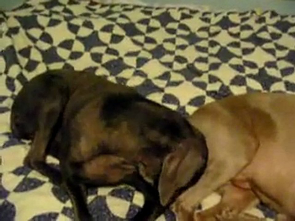 chien vs pet mdrrr