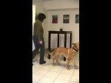 Ganzheitliches Hundetraining Teil 1