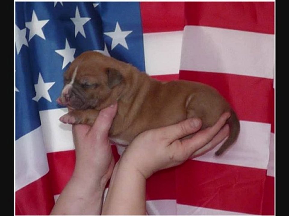 L'Exil des Titans - Chiots American staff - Clockwork Orange