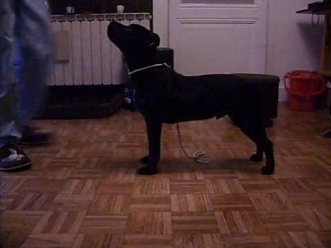 staffordshire bull terrier 4 mois et demi