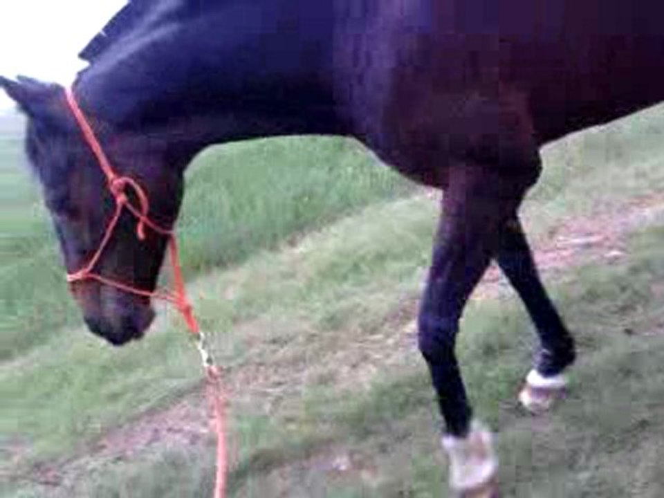 Vidéo0013