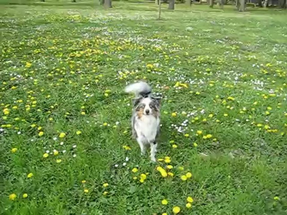Kiba et sa baballe