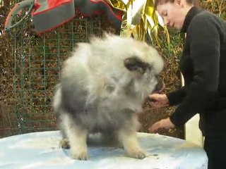 Toilettage spitz loup vick