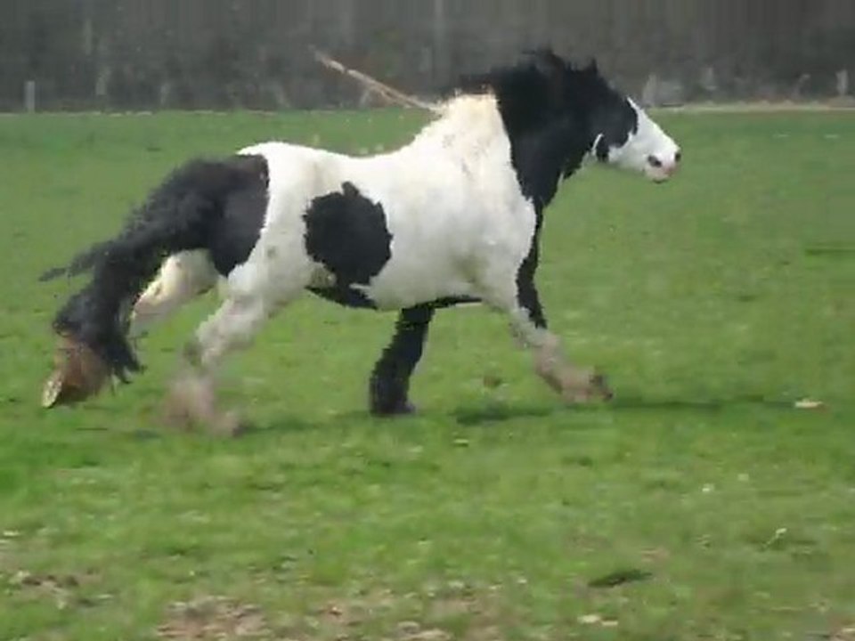 Egor Etalon Irish cob 2010 1