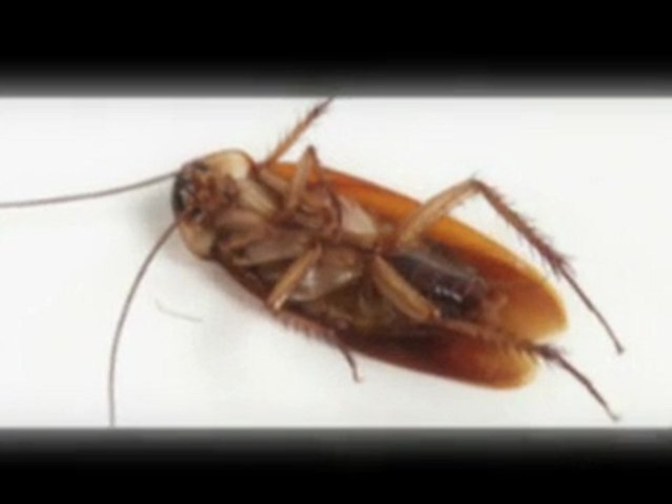 Pest Control Melbourne - Home Pest Control Service